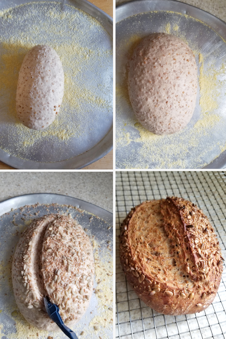 a loaf of bread on a cornmeal dusted tray before and after rising and after baking on a cooling rack. 