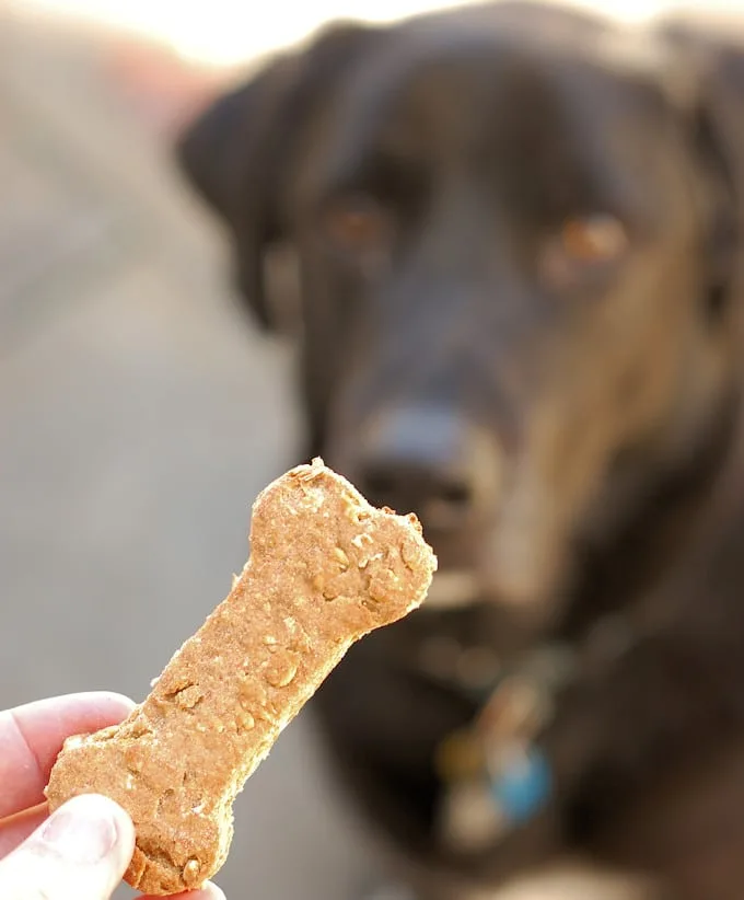 Cooky s Cookies Dog Biscuits Baking Sense